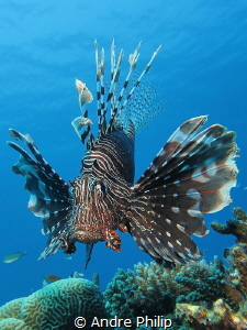 The majestic Lionfish (Pterois miles) by Andre Philip 